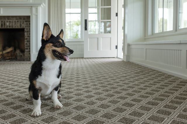 dog on carpet - 180 Degree Floors in the Nashville, TN area